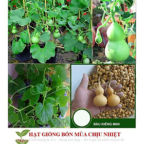 Mua 116A Hạt Giống Bầu Hồ Lô - Mini Siêu Kute 5 HẠT
