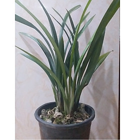 Địa lan Mạc Xuân