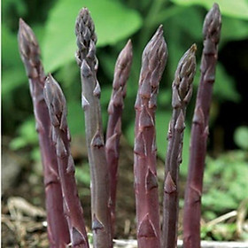 Mua GÓI 30 HẠT MĂNG TÂY TÍM F1