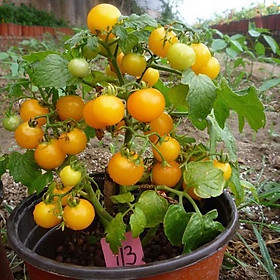Cây Cà chua bi vàng giống, năng suất cao