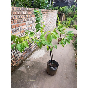 Ổi choai chuẩn bị ra quả- Gửi cây như hình
