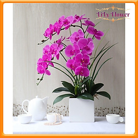 Mua Chậu Hoa Để Bàn Bình Hoa Lan Hồ Điệp Trang Trí Nhà Cửa Văn Phòng Nhà Hàng Khách Sạn DG-180