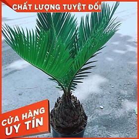 Cây Vạn Tuế