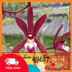 Mua Hoa lan kiếm  Hoa lan kiếm đỏ Thái cây đẹp sản phẩm mới