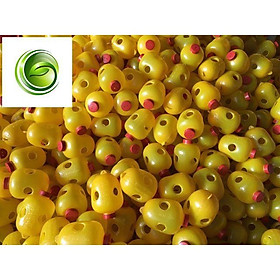Mua Sản phẩm bẫy ruồi vàng đục trái sét 5 chiếc.