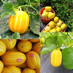 Mua Gói20 Hạt giống dưa lê Hàn Quốc