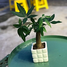 Chậu cây kim ngân mini để bàn ( cả chậu sứ)