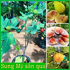 Mua Cây sung mỹ sẵn quả cao 50-70cm cây đẹp sức sống tốt( giống brunsick và Brown turkey)