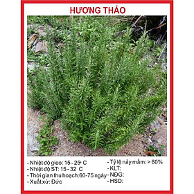 Mua Hạt Giống Cây Hương Thảo 20 Hạt