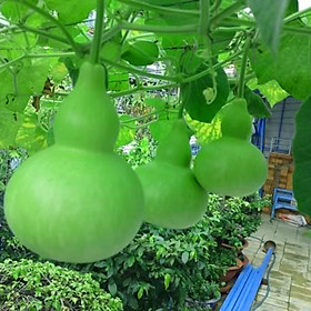 Mua 1 Gói Hạt Giống Bầu Hồ Lô  F1 (10 hạt / gói)