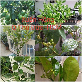 Mua Giá Gốc - Chậu cây chanh giấy mới về cây có quả.