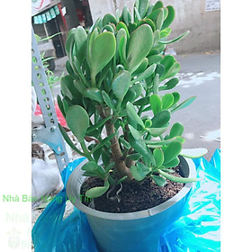 Mua Chậu cây ngọc bích size đại