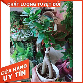 Cây si cảnh Nhiều Người Mua