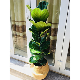 Cây bàng sing giỏ lớn vườn xanh 24h