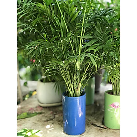 Cây Cau tiểu trâm mẫu mới vườn xanh 24h