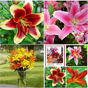Hạt giống hoa ly châu phi nhiều màu ,hạt giống chất lượng cao,nãy mầm tốt -1 gói  50 hạt