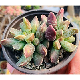 Cây Adromischus lá xanh tím