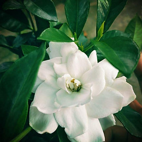 Lài Tiểu Thơ (hương thơm ngọt ngào) - CayGiongTot
