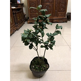 Cây trà my size trung   cao 50cm đang nụ hoa -Không giao dc 19 tỉnh Miền Nam