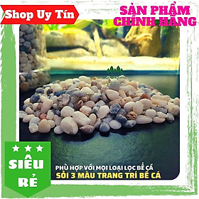 Mua Sỏi 3 Màu Trang Trí Bể Cá  Tiểu Cảnh  Giá Rẻ (100G)