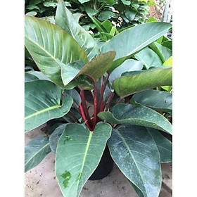 Mua Cây trầu bà đế vương