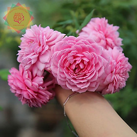 Mua Cây hoa hồng ngoại Hungtington Anh (leo) huyền thoại siêu thơm - Hoa hồng Thăng Long Flower
