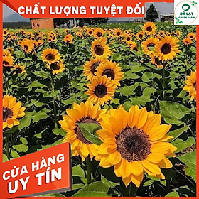Mua 20H_Hạt Giống Hoa Hướng Dương Vàng Cắt Cành