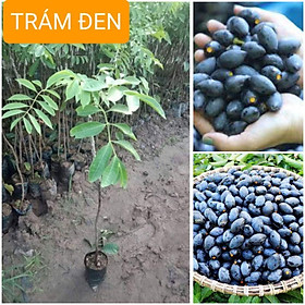 Mua CÂY GIỐNG TRÁM ĐEN GHÉP CHO QUẢ SAU 1.5 NĂM