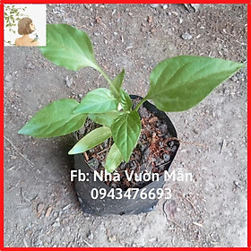 Mua Combo 2 Cây Ớt Ngọt Sweet Palermo