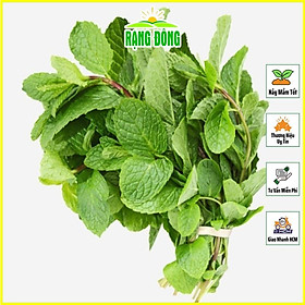 Mua Hạt giống Húng Lủi (Bạc Hà Âu) Trồng Quanh Năm  Cây Cho Thu Hoạch Nhiều Lần (gói 0 2 gram) - Hạt Giống Rạng Đông