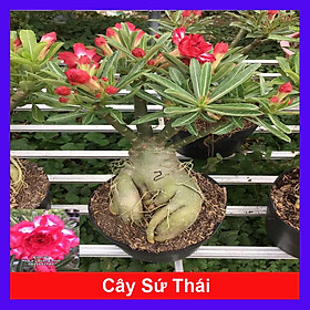 Cây sứ thái kép trưởng thành