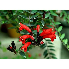 Chậu cây giống hoa lan son môi đỏ kèm chậu treo như hình - Lipstick Plant - Aeschynanthus lobbiana