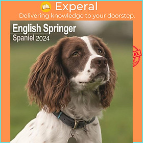 Sách - Eng Springer Spaniel (Euro) Calendar 2024  Square Dog Breed Wall Calendar - 16 Month by  (UK edition, paperback)