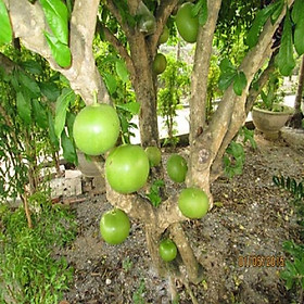 CÂY GIỐNG CÂY ĐÀO TIÊN