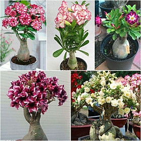 Mua 5 Hạt giống hoa sứ thái lan nhiều màu