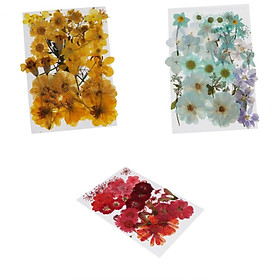 113 Pieces Natural Real Pressed Dried Flowers DIY Scrapbook Crafts