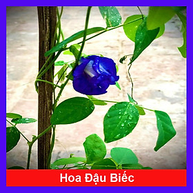 Cây đậu biếc (ảnh thât)