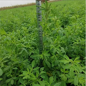 Mua Hạt cỏ chăn nuôi ALFALFA Linh Lăng - Cỏ Họ Đậu (gói 500g) - Hạt Giống Cỏ Chăn Nuôi