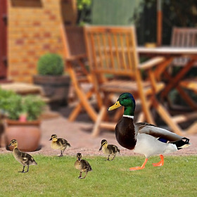 5Pcs Duck Animal Statue flat Ornaments for Backyard Outdoor Lawn Yard
