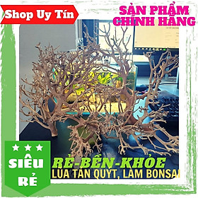 Mua LŨA XƯƠNG CHÙM  TÁN QUÝT  TÁN ĐẸP  DÙNG SETUP TÁN CÂY BONSAI  HỒ CÁ THUỶ SINH