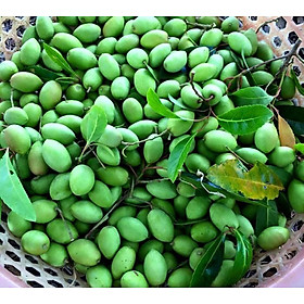 Cây trám trắng, cây trám trắng ghép, cây nguyên bầu, cam kết cây giống