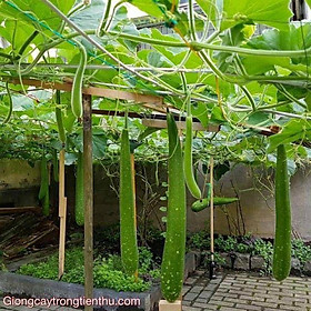 33B HẠT GIỐNG BẦU SAO TRÁI DÀI Gói 10 Hạt
