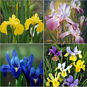 Bộ 3 Gói Hạt giống hoa Diên vĩ nhiều màu (Iris )-( hồng + vàng + xanh )