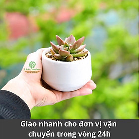 sen đá size bầu kèm chậu hạt dẻ