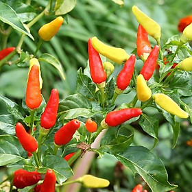 Mua Hạt giống Ớt hiểm ba màu VTP149