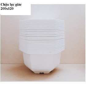 Bộ 10 Chậu Nhựa Lục Giác Trắng 200x120 - Chậu bonsai trồng cây