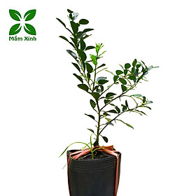 Cây Chúc (Chanh Thái) Cao 60cm Có Nhánh, Cây Giống Khỏe, Dễ Trồng, Thơm Lá, Trồng Chậu Hoặc Sân Vườn
