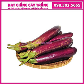 Hạt giống cà tím dài cao sản - gói 2g - Hạt chất lượng tốt, năng suất cao