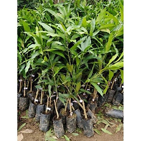 Mua Cây Giống Xoài Tứ Quý  Ra Quả Quanh Năm  Cao 1m