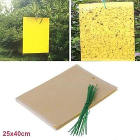 Mua Bẫy bắt ruồi vàng và bẫy côn trùng